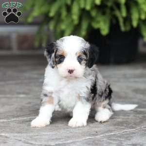 Mack, Cavapoo Puppy